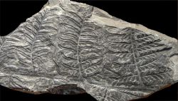Alethopteris lonchitica